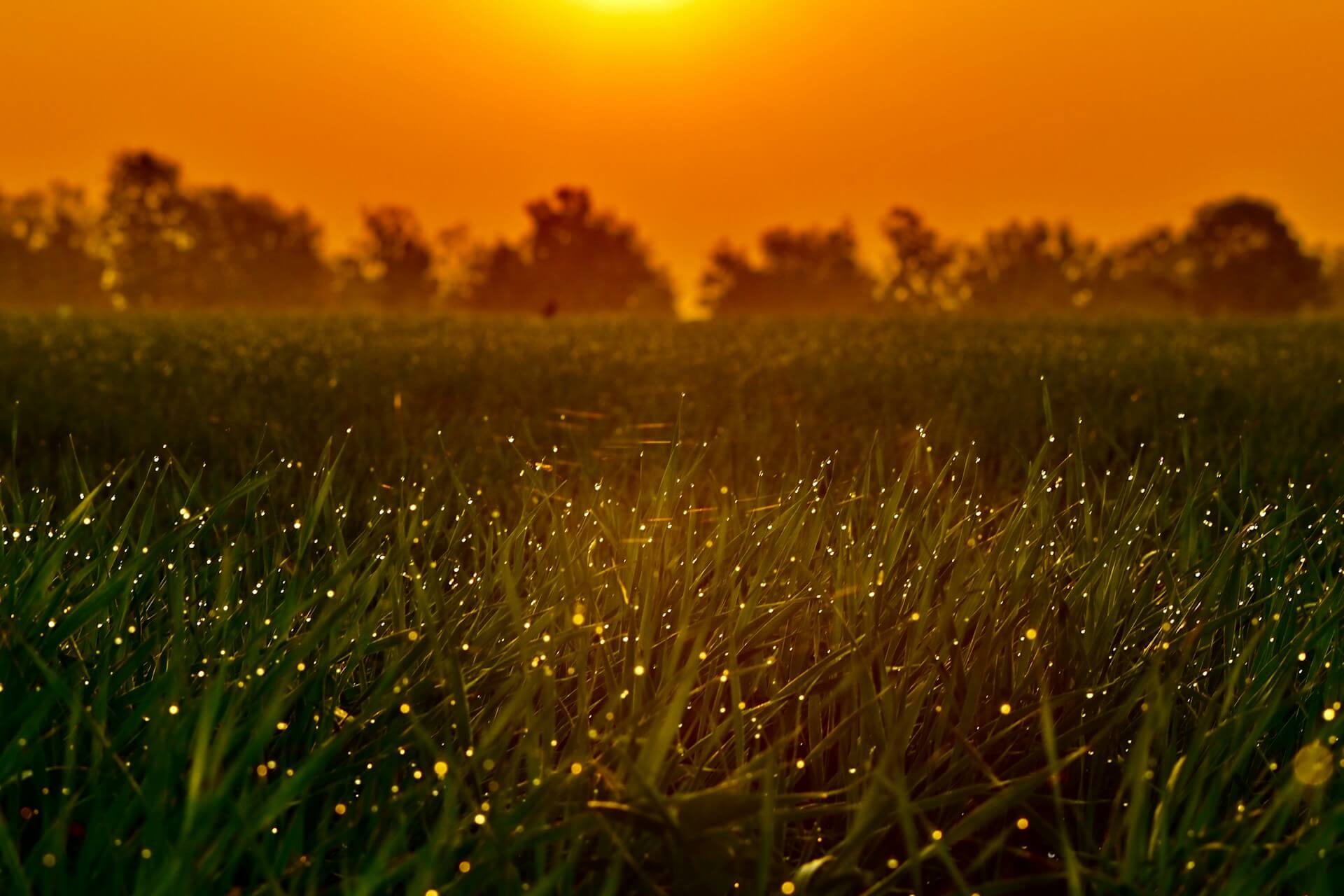 First Fireflies of Summer
