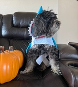 Claudio the dog dressed in a blue shark costume for Halloween